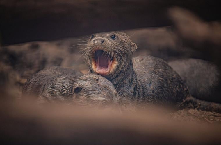 Fresh hope for endangered giant otters as UK zoo celebrates rare triplet birth