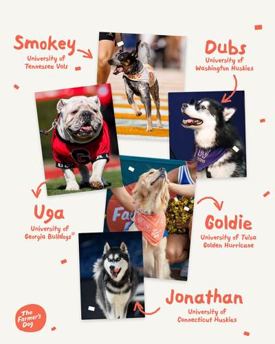 The Farmer's Dog Teams Up with Five Iconic Live College Mascots
