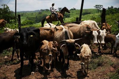 The U.S.-Mexico beef market has taken a massive hit from the screwworm parasite, which has spread from Mexico to Texas and New Mexico.