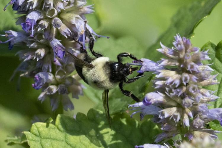 Common Eastern Bumble Bee