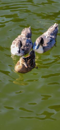 August 2021 Lake Scenes