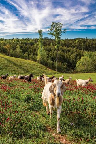 Alex City native captures beauty of area in Times photo essay