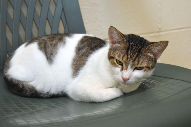 Humane shelter took in more than 4,000 animals last year