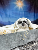 Dogs dress up as Nativity characters for third year in a row