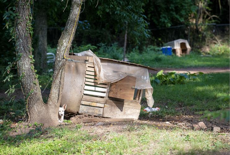 16 cats, 14 dogs, 3 pigs, 1 duck seized in Dadeville animal cruelty case