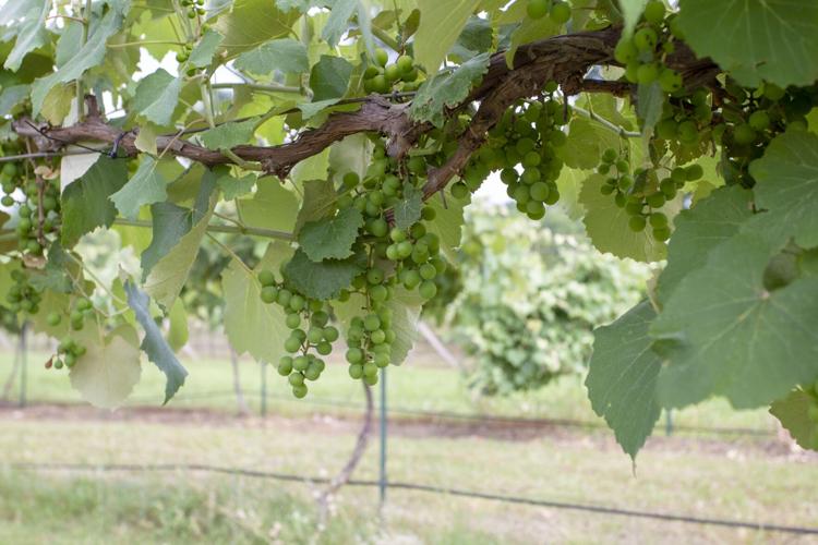 Hodges Vineyard