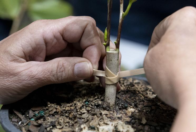 PHOTOS: Camellia grafting workshop