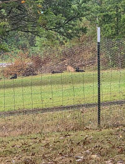 101525 feral dogs take 2.jpg