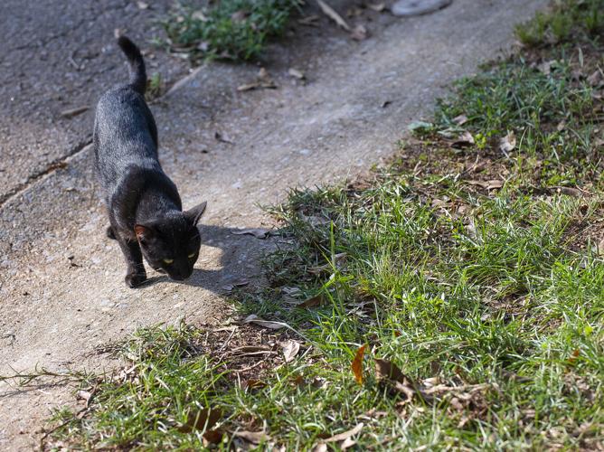 16 cats, 14 dogs, 3 pigs, 1 duck seized in Dadeville animal cruelty case