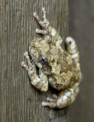 Cope'sGrayTreefrog_6298_20240719.tif