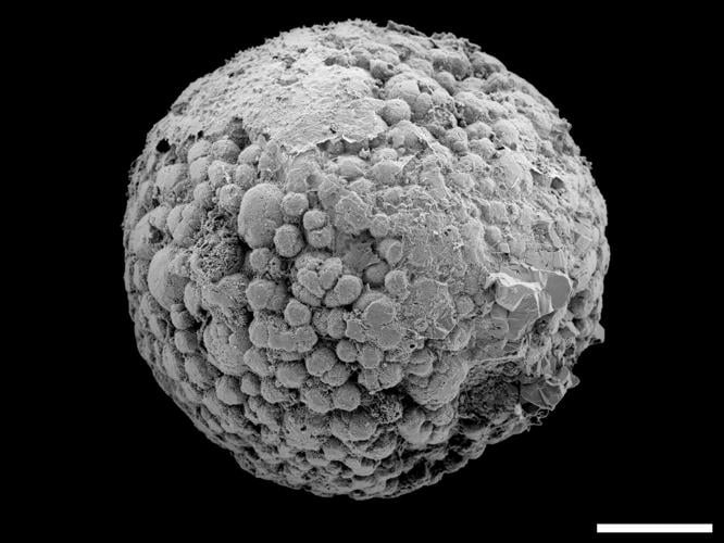 Animals may have evolved 200 million years earlier than fossil evidence suggests