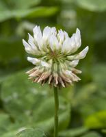 White Clover