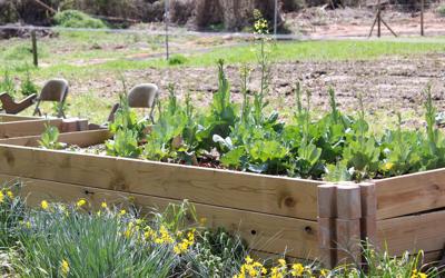 Camp Hill Community Garden preparing for growth