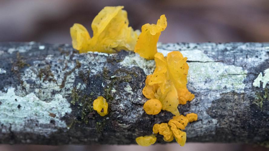 Witch's Butter