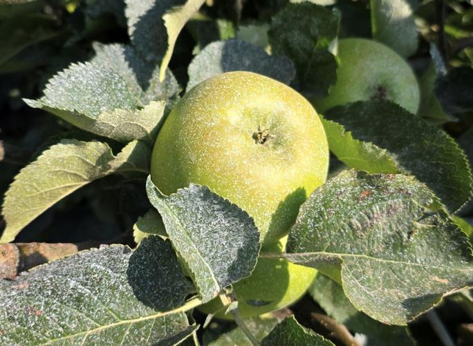 Farmer has to use suncream on apples to prevent them from cooking in heatwave