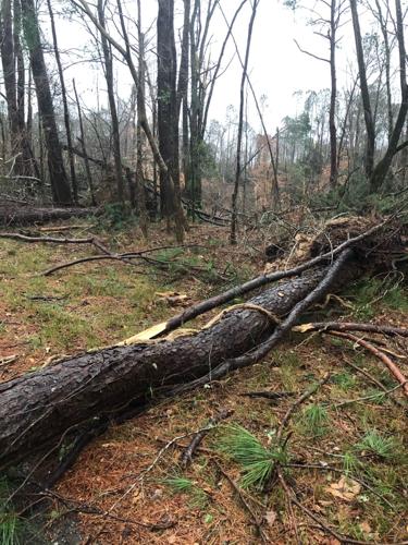 PHOTOS: Damage from tornado-warned storm across Tallapoosa County