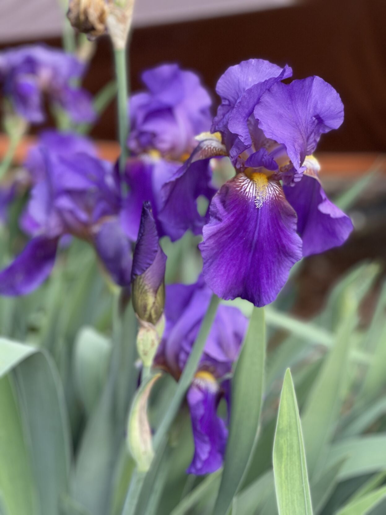 Bearded Iris.jpg
