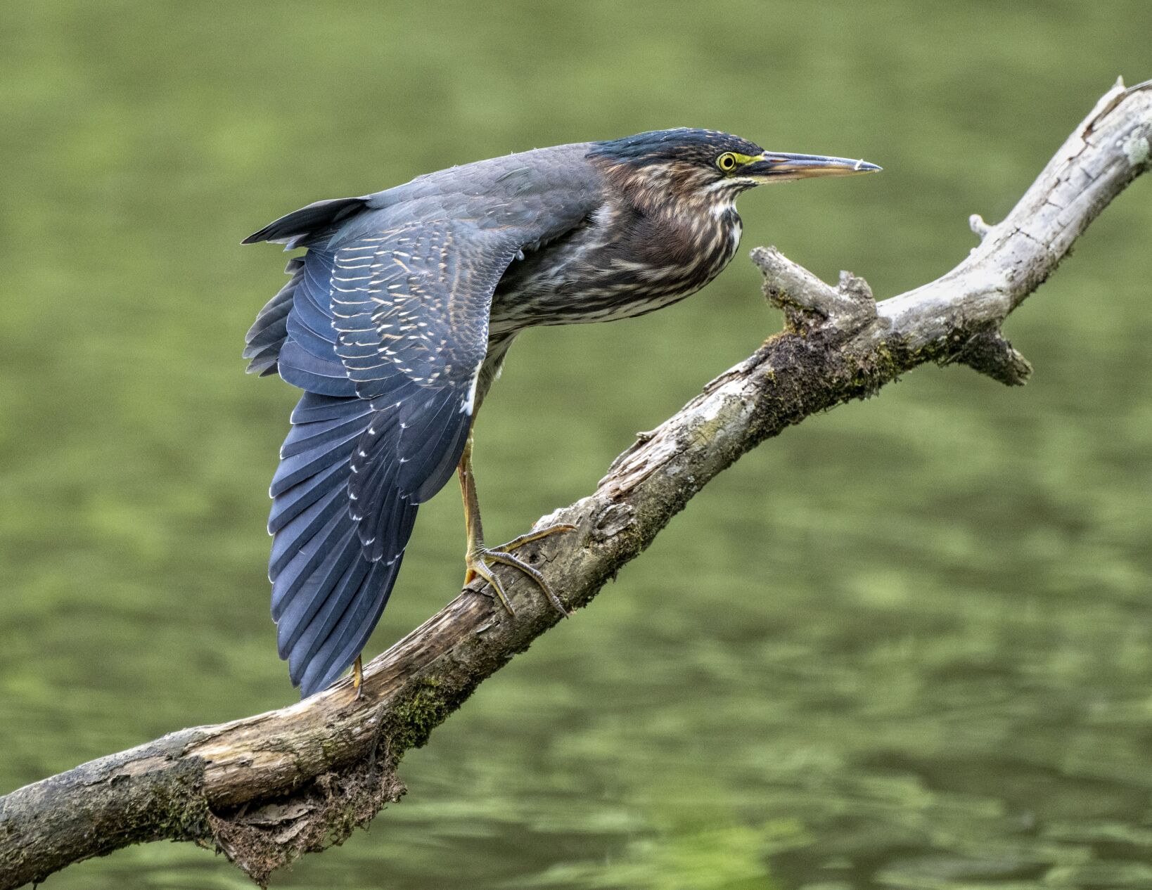 Green Heron