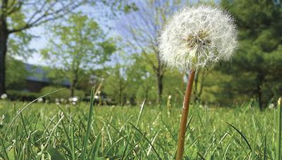Heavy rains may pose lawn problems