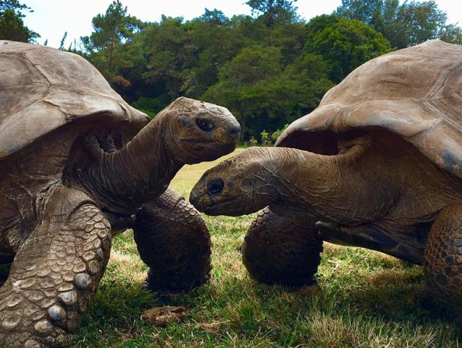 Giant tortoise called Jonathan could hold the key to living to 200 years of age