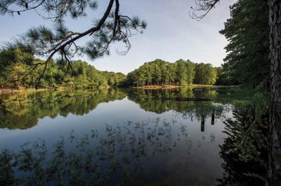 Numbers show Alex City should embrace Lake Martin, official says