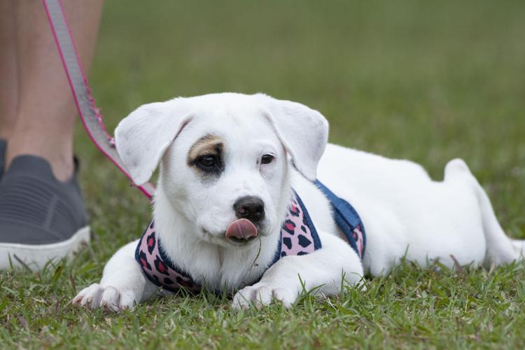 PHOTOS: CACC baseball looses to Wallace State Community College-Hanceville