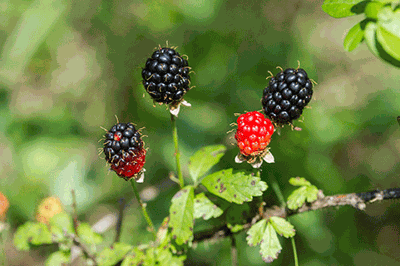 Delicious Dewberry