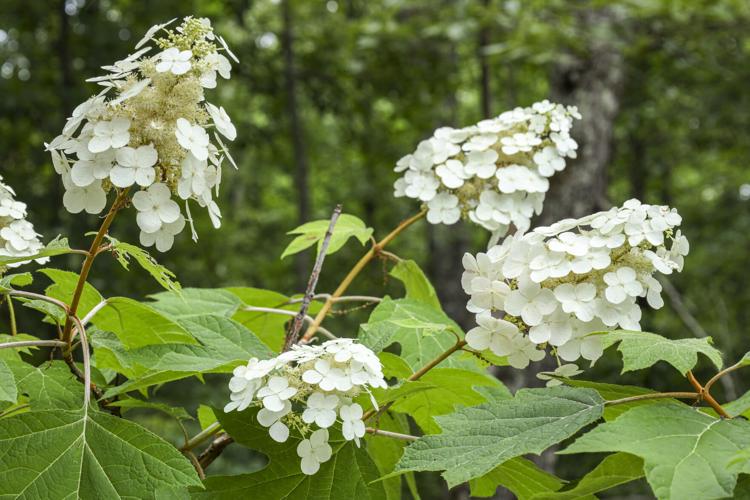 Say 'Hello' to Hydrangeas