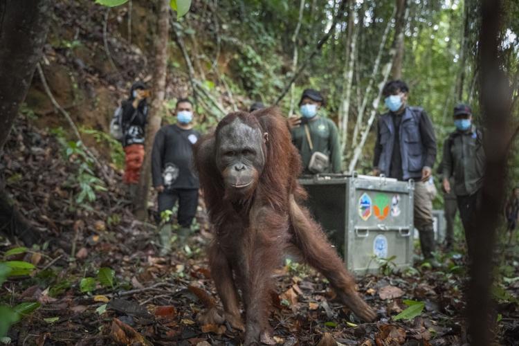 Three critically endangered orangutans released after graduating “forest school”