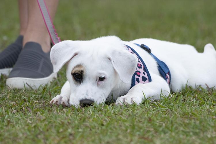 PHOTOS: CACC baseball looses to Wallace State Community College-Hanceville