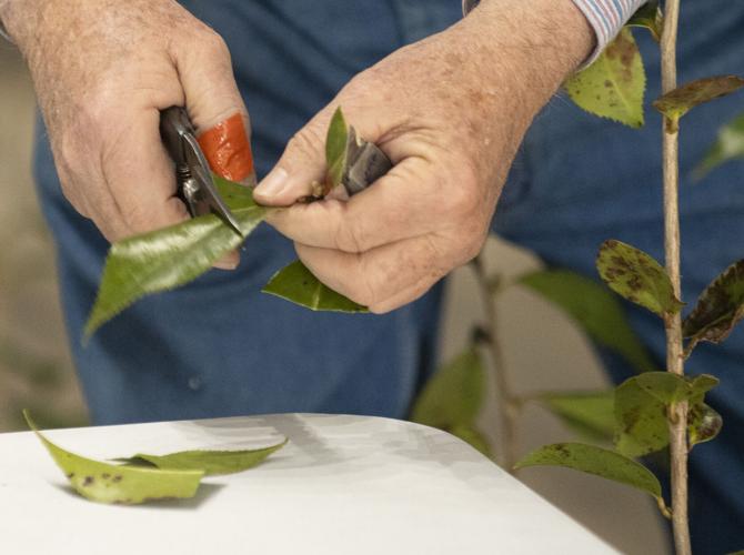 PHOTOS: Camellia grafting workshop