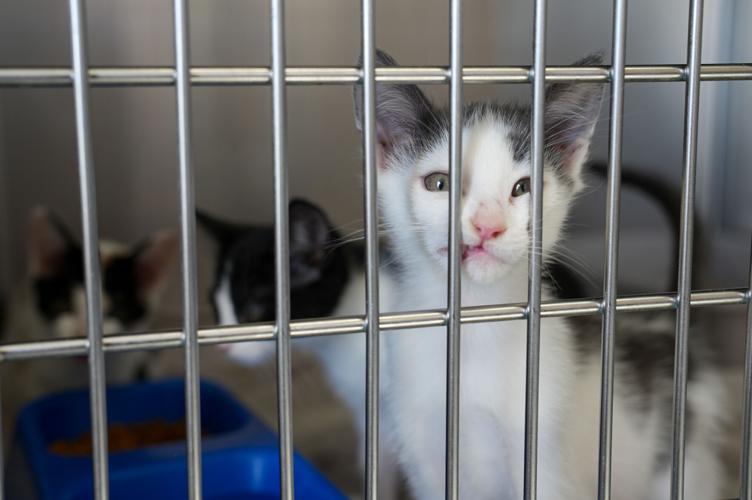 Adorable Pets for Adoption at Lake Martin Humane Society