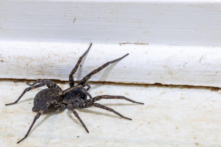 Winter Pests