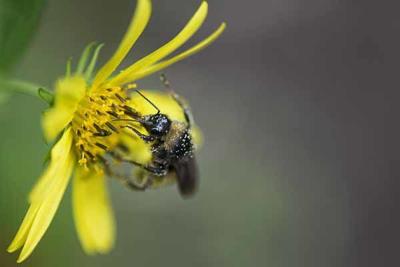 Master Gardeners hosting plant sale