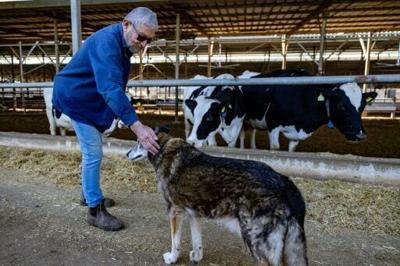 Israeli dairy and fruit farmer Tommy Kurlender's farm is a short distance from the Lebanon border
