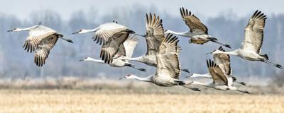 Alabama to allow sandhill crane hunts this winter