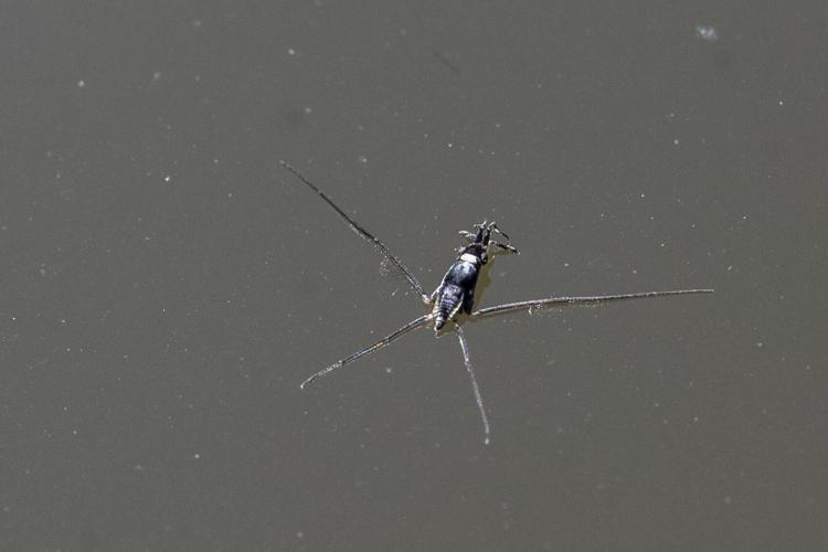 Water Striders