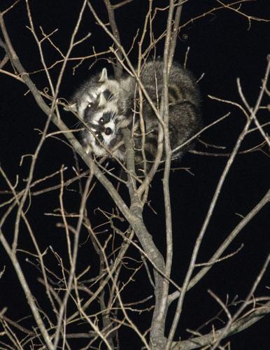 Champions of the Night