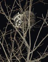 Champions of the Night