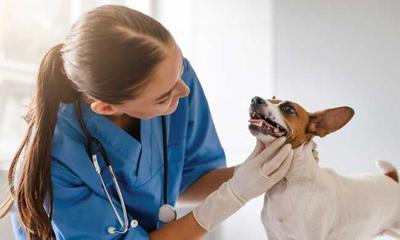 How to Protect Your Pet's Dental Health