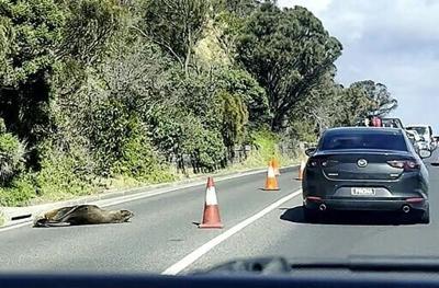 Traffic in a seaside Australian town was briefly diverted on Friday when a local seal decided to take a nap on the road