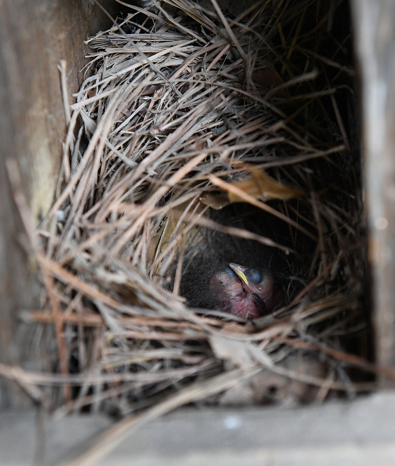 Ft. Toulouse French Encampment