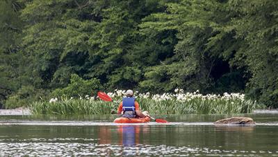 Cahaba lily time
