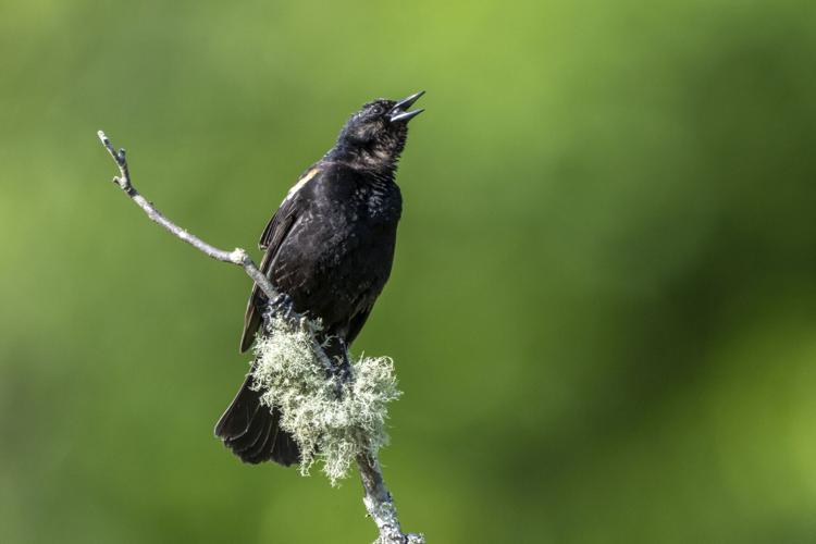Red-winged Blackbird