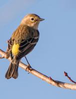Wind Creek State Park hosts Birdfest