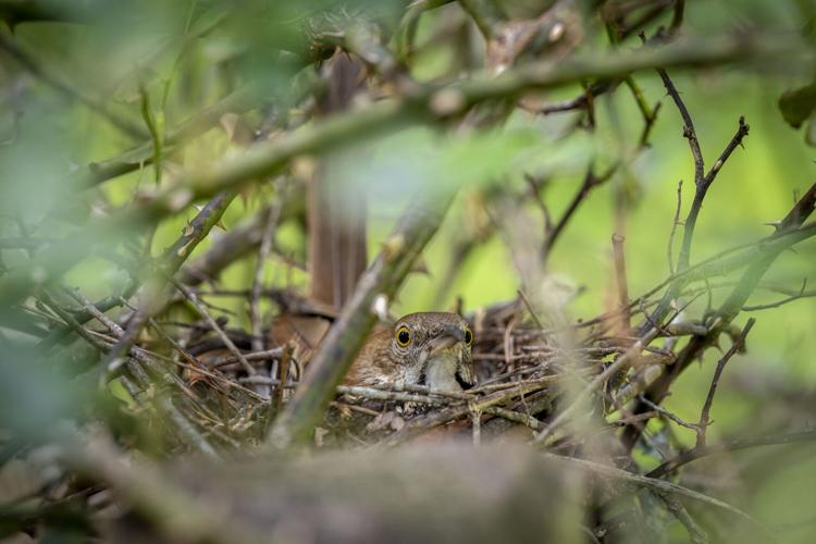BrownThrasher_2040_20250615.tif