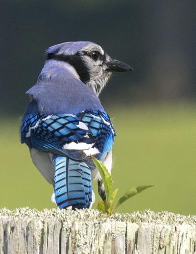 Wind Creek State Park hosts Birdfest