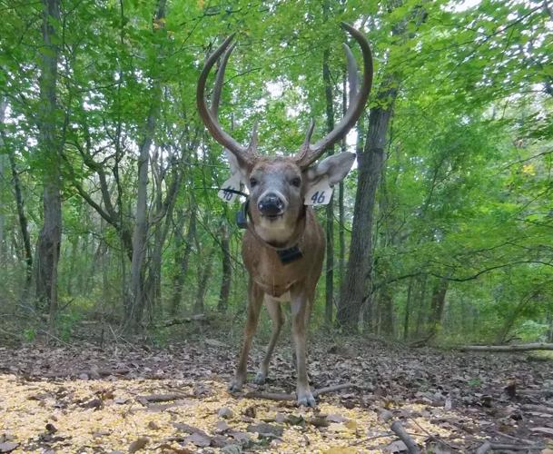 Wild animals are changing their behaviour – after watching humans, reveals study