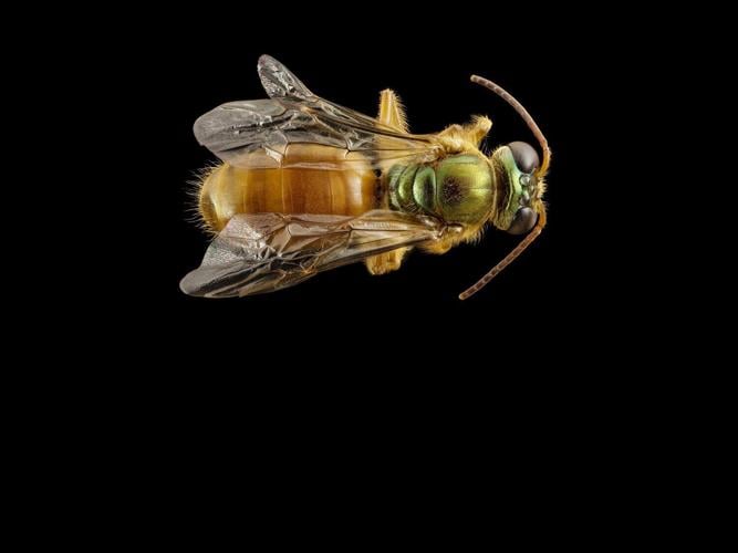 queenbee_featured