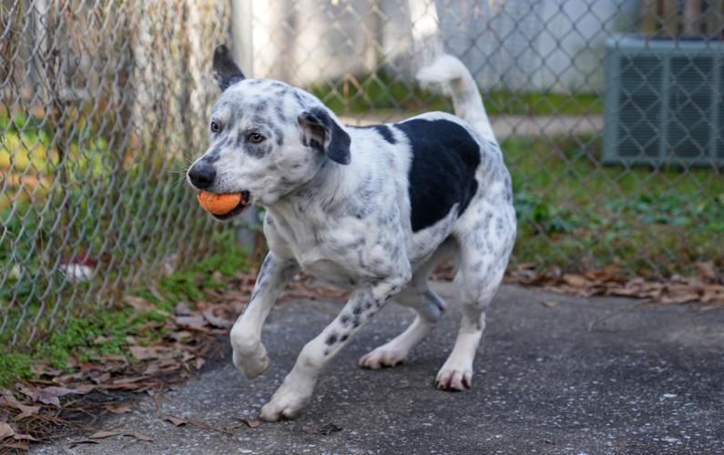 Adorable Pets for Adoption at Lake Martin Humane Society
